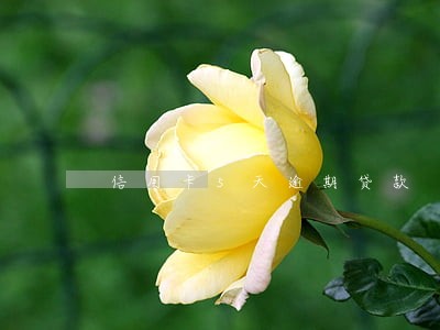 信用卡5天逾期贷款
