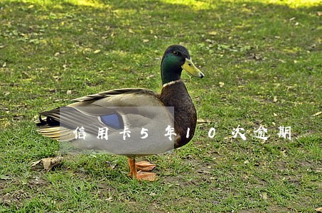 信用卡5年10次逾期 信用卡5年10次逾期
