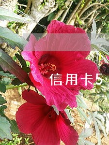 信用卡5年内有7次逾期