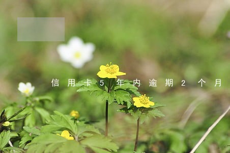 信用卡5年内逾期2个月 信用卡5年内逾期2个月