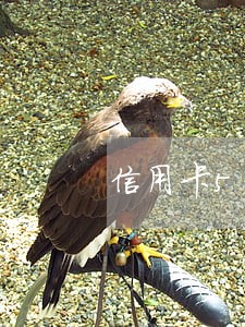 信用卡5年逾期5次算严重吗 信用卡5年逾期5次算严重吗