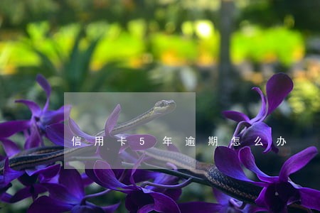 信用卡5年逾期怎么办