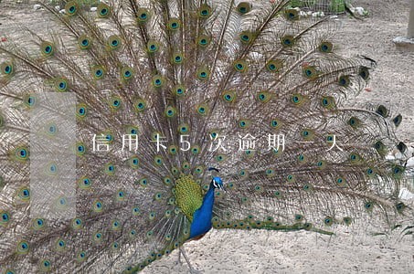 信用卡5次逾期一天 信用卡5次逾期一天