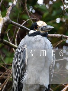 信用卡6万逾期变8万 信用卡6万逾期变8万