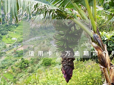 信用卡6万逾期四个月 信用卡6万逾期四个月