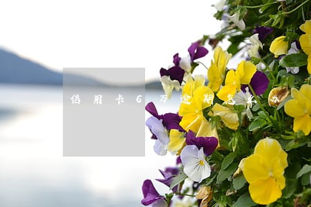 信用卡6万逾期怎么办 信用卡6万逾期怎么办