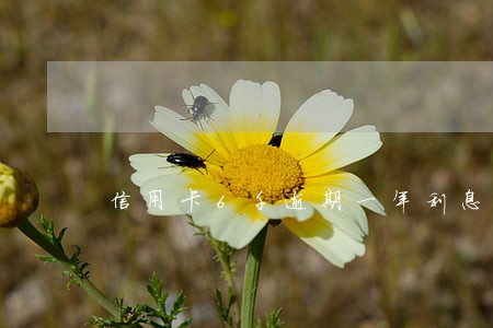 信用卡6千逾期一年利息是多少 信用卡6千逾期一年利息是多少