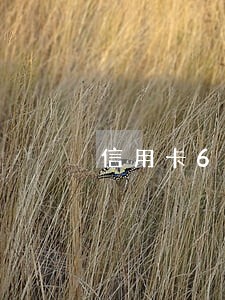 信用卡6次逾期后果 信用卡6次逾期后果