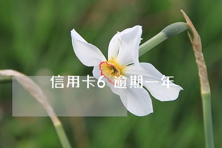 信用卡6逾期一年 信用卡6逾期一年