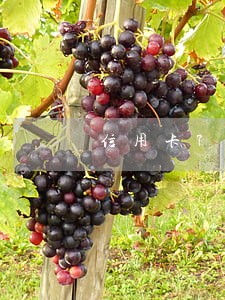 信用卡7000逾期两百多天 信用卡7000逾期两百多天