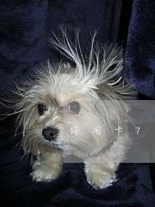 信用卡7500逾期怎么办