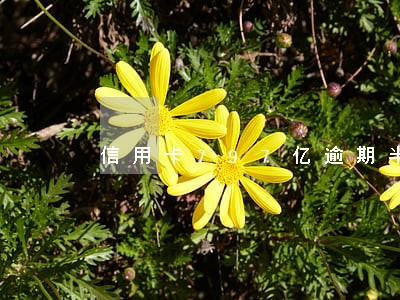 信用卡797亿逾期半年 信用卡797亿逾期半年