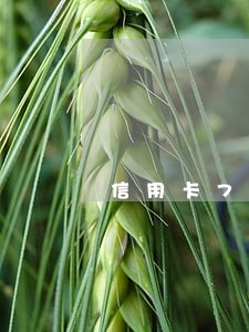 信用卡7次逾期怎么沟通 信用卡7次逾期怎么沟通