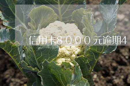 信用卡8000元逾期4个月了 信用卡8000元逾期4个月了