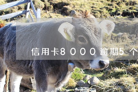 信用卡8000逾期5个月 信用卡8000逾期5个月