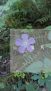 信用卡800元逾期两天还款 信用卡800元逾期两天还款
