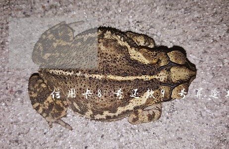 信用卡8号还款9号算逾期吗 信用卡8号还款9号算逾期吗