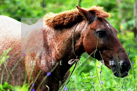 信用卡ETC逾期封卡
