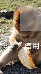 信用卡app贷款逾期利息