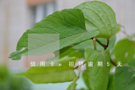信用卡e招贷逾期5天 信用卡e招贷逾期5天