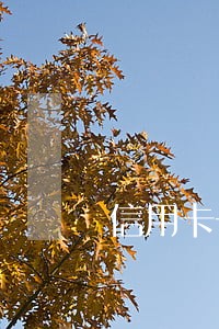 信用卡一万七逾期二年会怎样 信用卡一万七逾期二年会怎样