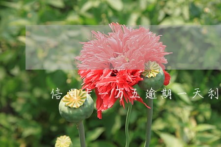 信用卡一万五逾期一天利息多少 信用卡一万五逾期一天利息多少