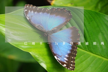信用卡一万多块钱逾期两个月了 信用卡一万多块钱逾期两个月了