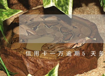 信用卡一万逾期5天多少钱 信用卡一万逾期5天多少钱