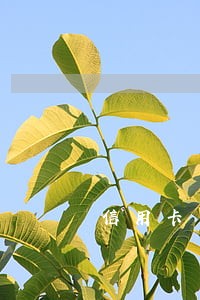 信用卡一万逾期一个月会怎么样 信用卡一万逾期一个月会怎么样
