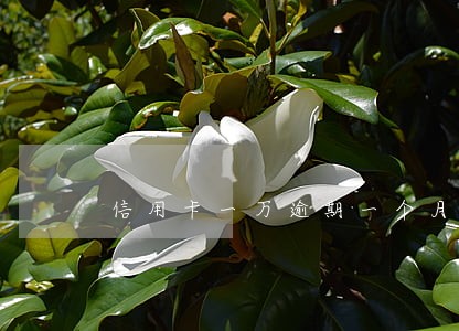 信用卡一万逾期一个月违约金