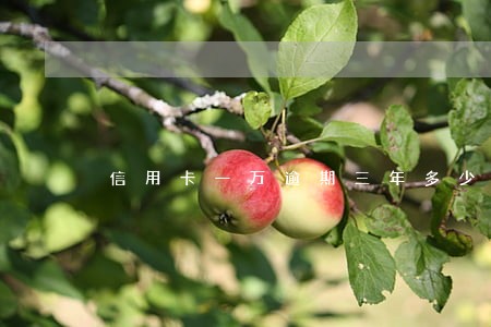 信用卡一万逾期三年多少利息 信用卡一万逾期三年多少利息