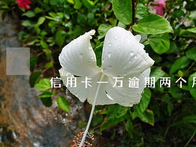 信用卡一万逾期两个月利息多少 信用卡一万逾期两个月利息多少