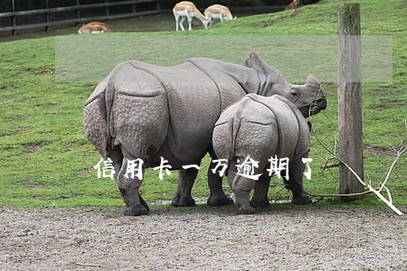 信用卡一万逾期了