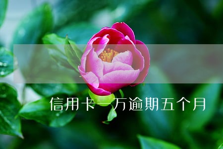 信用卡一万逾期五个月 信用卡一万逾期五个月