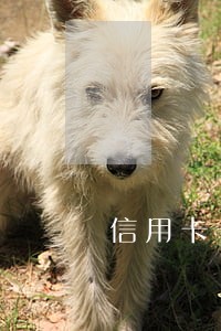 信用卡一万逾期五年呆账了 信用卡一万逾期五年呆账了