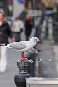 信用卡一万逾期几个月多少利息 信用卡一万逾期几个月多少利息
