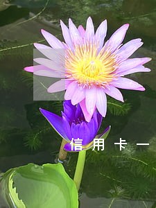 信用卡一不小心逾期了怎么办 信用卡一不小心逾期了怎么办