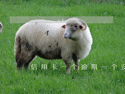 信用卡一个逾期一个没逾期 信用卡一个逾期一个没逾期