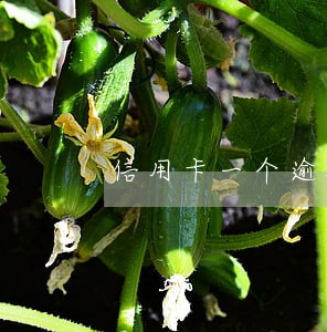信用卡一个逾期买房有影响吗 信用卡一个逾期买房有影响吗