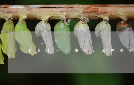 信用卡一千逾期5天需多少违约金