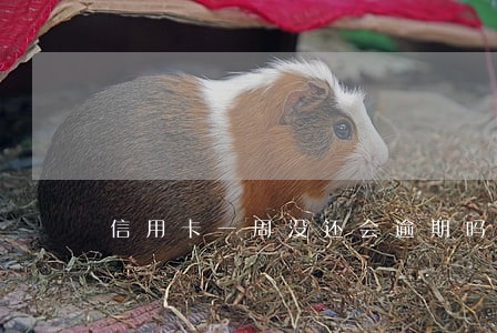 信用卡一周没还会逾期吗 信用卡一周没还会逾期吗
