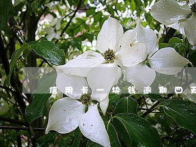 信用卡一块钱逾期四天 信用卡一块钱逾期四天