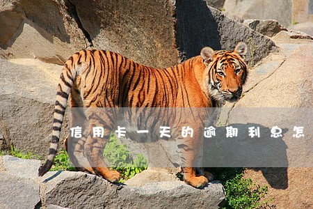 信用卡一天的逾期利息怎么算 信用卡一天的逾期利息怎么算