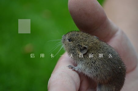 信用卡一天算逾期么 信用卡一天算逾期么