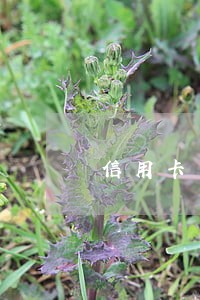 信用卡一年逾期三次有影响吗