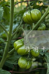 信用卡一年逾期两次 信用卡一年逾期两次