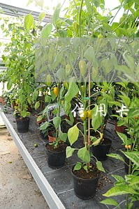 信用卡一张逾期其他卡都降额度