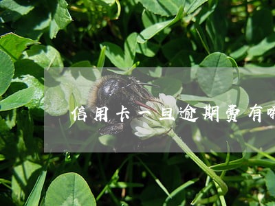信用卡一旦逾期费有哪些嗯 信用卡一旦逾期费有哪些嗯