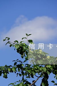 信用卡一条逾期 信用卡一条逾期