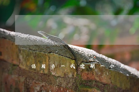 信用卡一次逾期一个月 信用卡一次逾期一个月